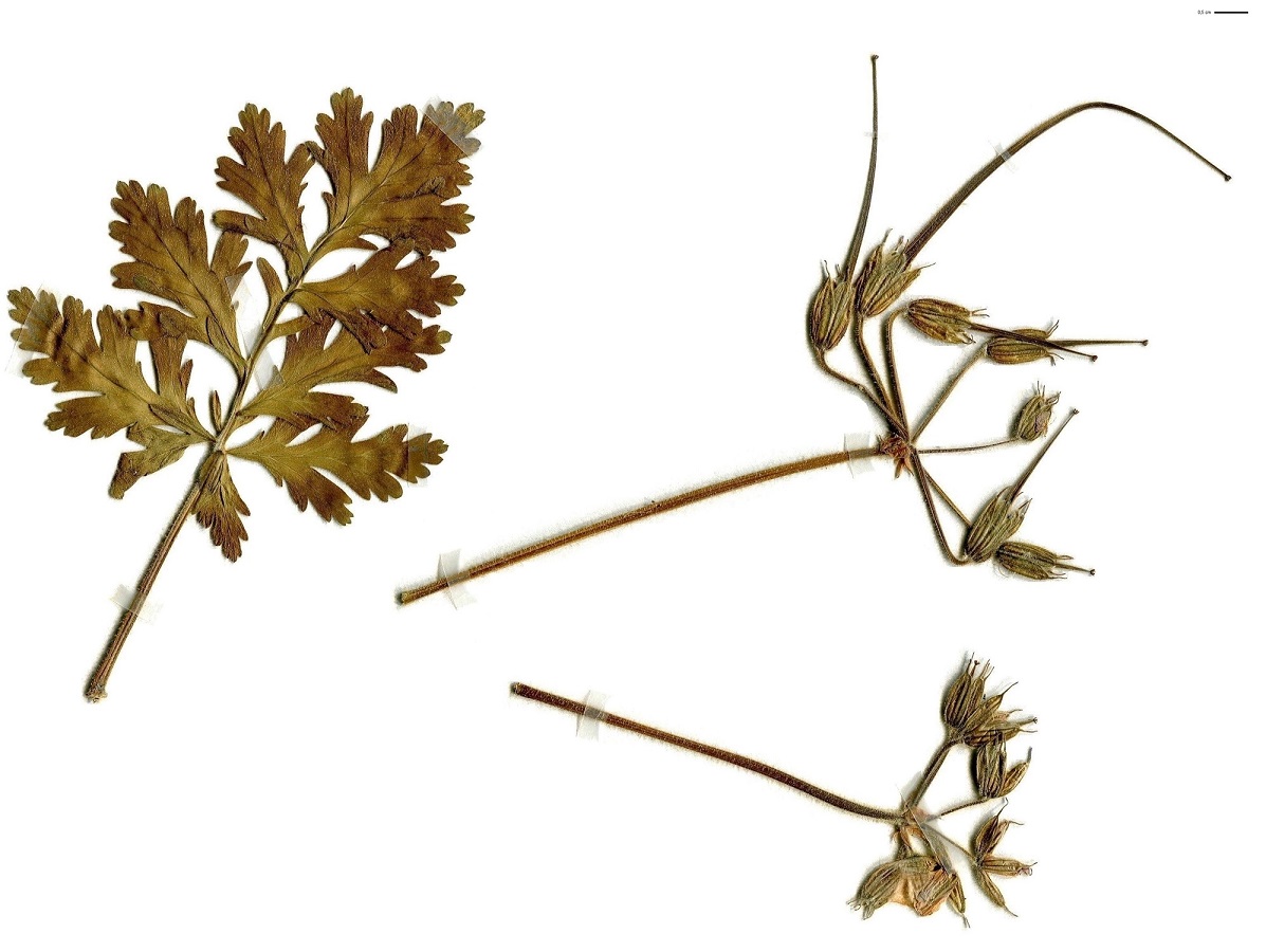 Erodium ciconium (Geraniaceae)
